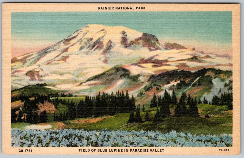 Vtg Linen Postcard Field Of Blue Rainier National Park, WA 1940s