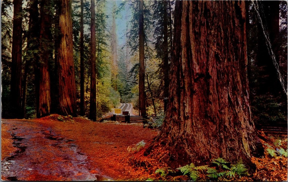 Vintage 1968 Redwood Forest Crescent City CA Postcard Mike Roberts Natural Color