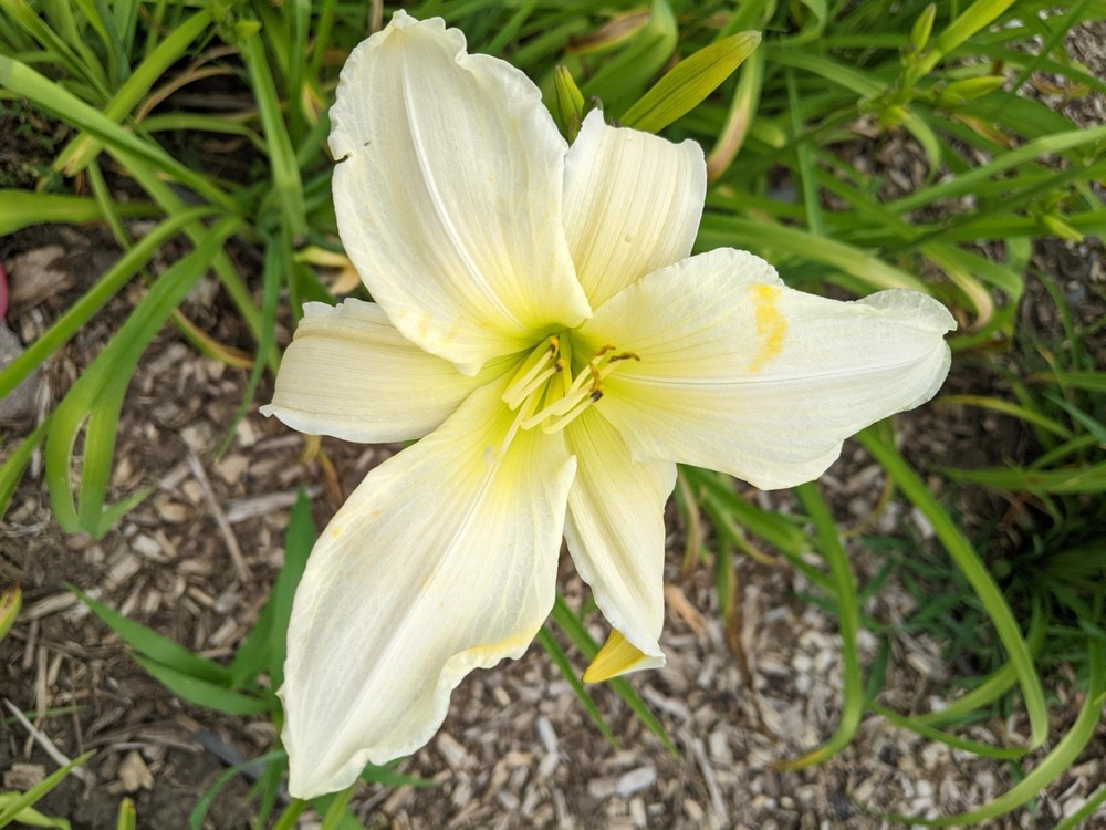 Daylily Dad's Best White, 3 Fans