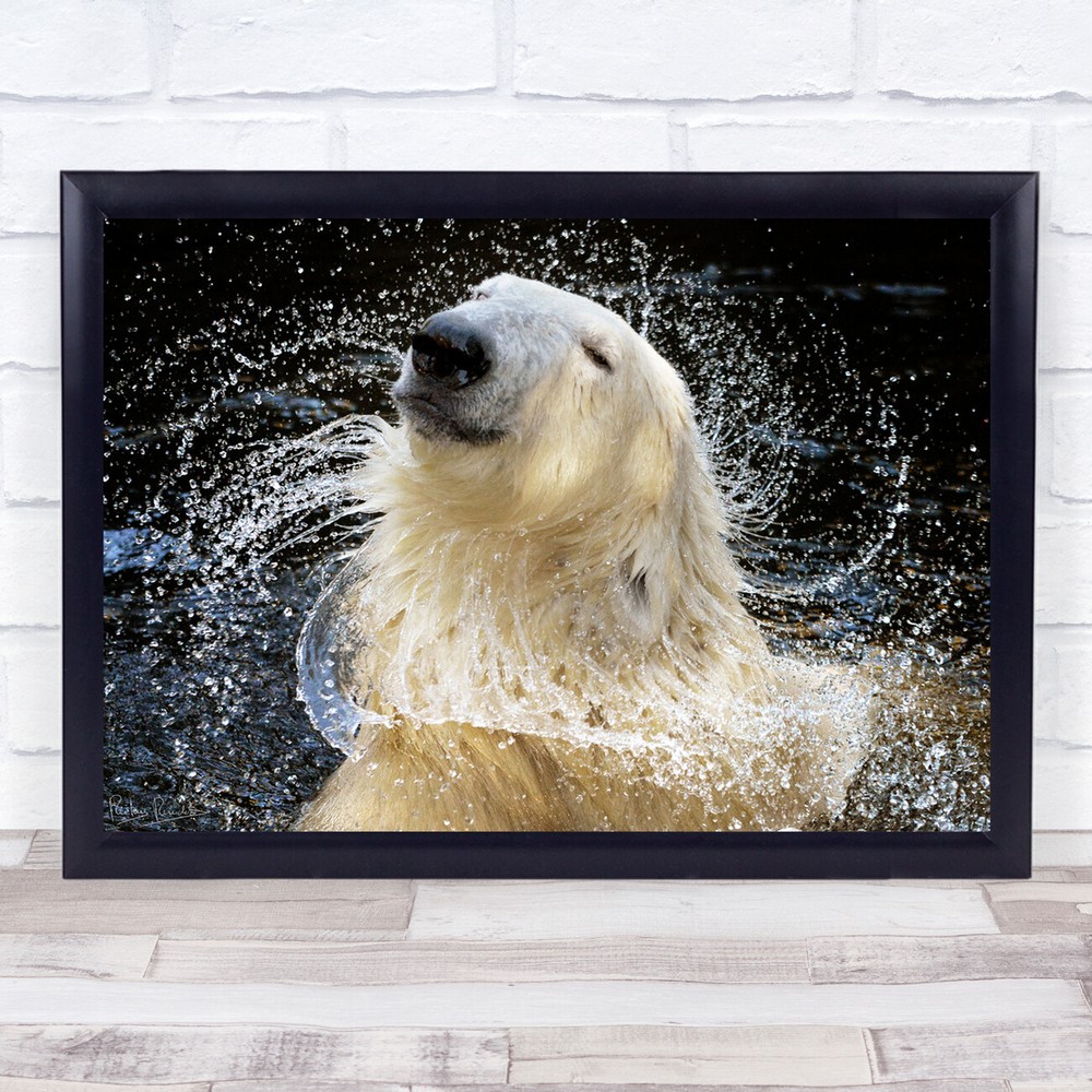 Blonde Polar Bear Smiling in Water Splash Wall Art Print