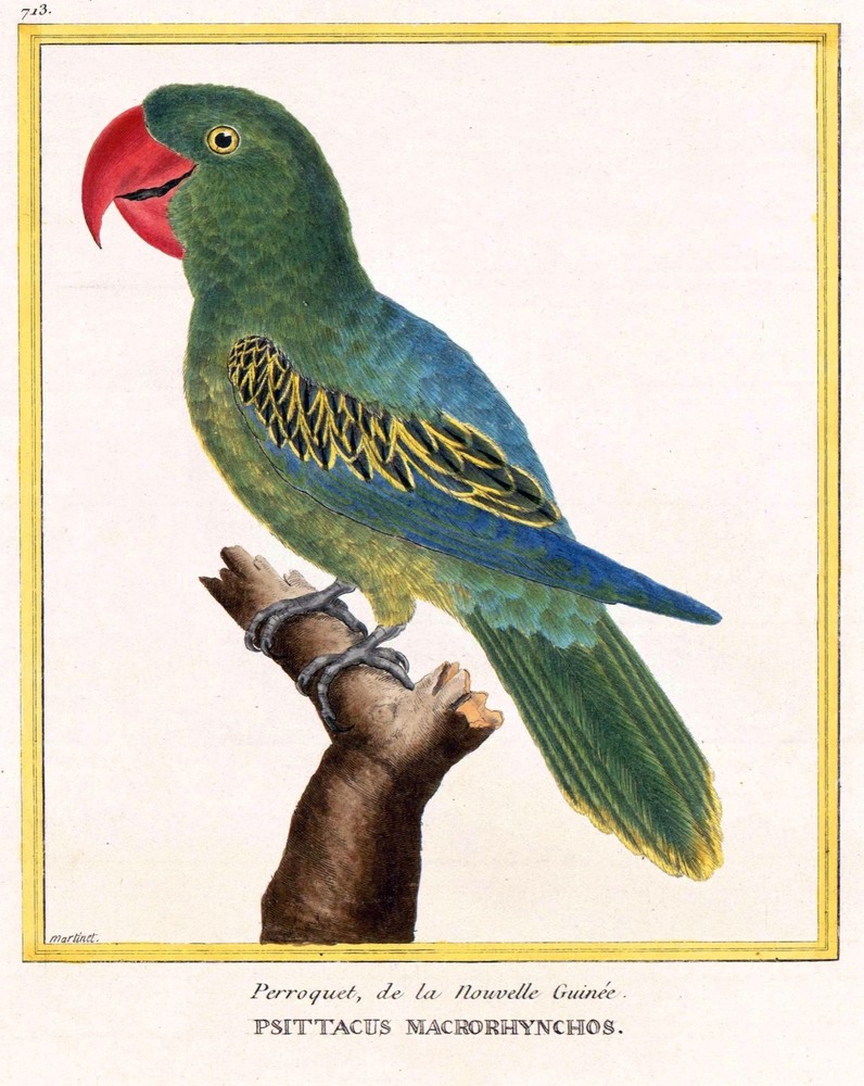 3416.Red Beak Parrot d̴̴̥�cor POSTER.Home Room Science School Art decoration