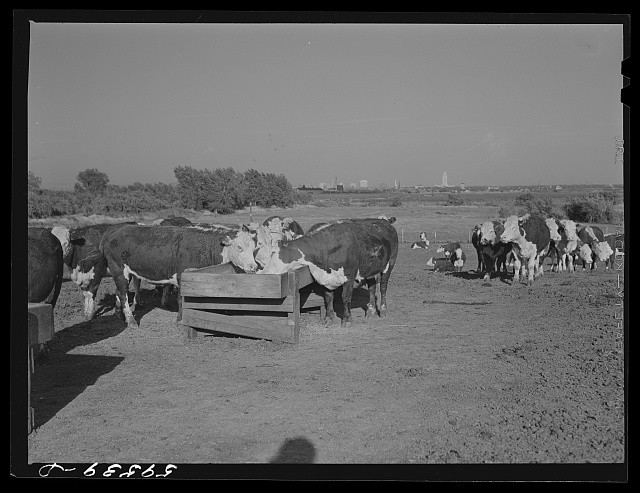Photo:Lincoln Nebraska Fattening Hereford Feeder Cattle 1941 Feeding Scene