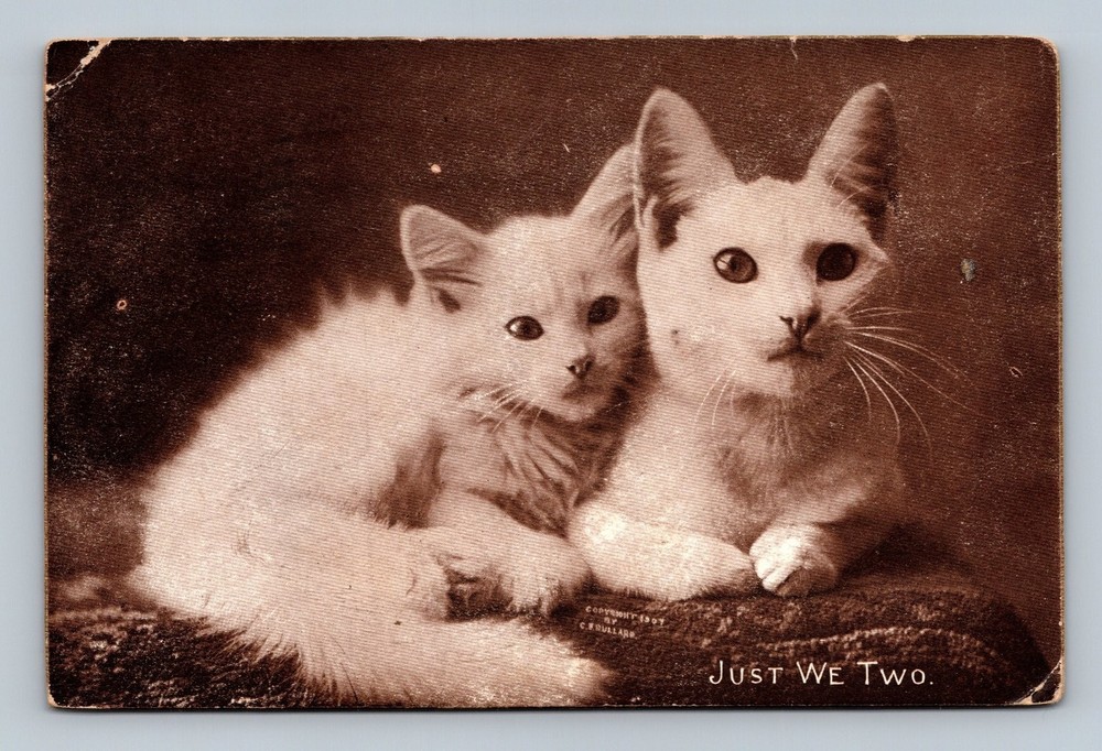 Vintage 1910 Kitten Postcard Just We Two by M.T. Sheahan Boston