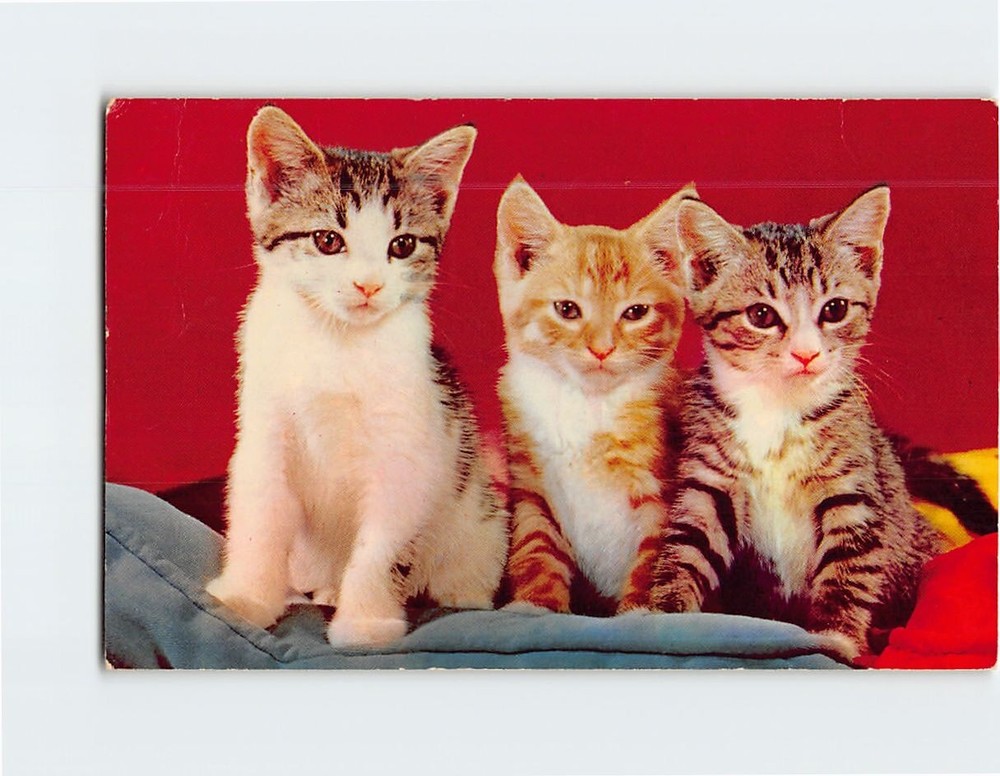 Postcard Three Cute Kittens