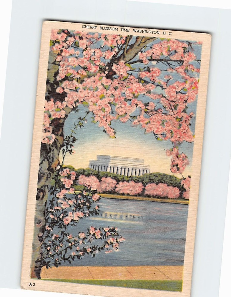 Postcard Cherry Blossom Time Washington DC USA
