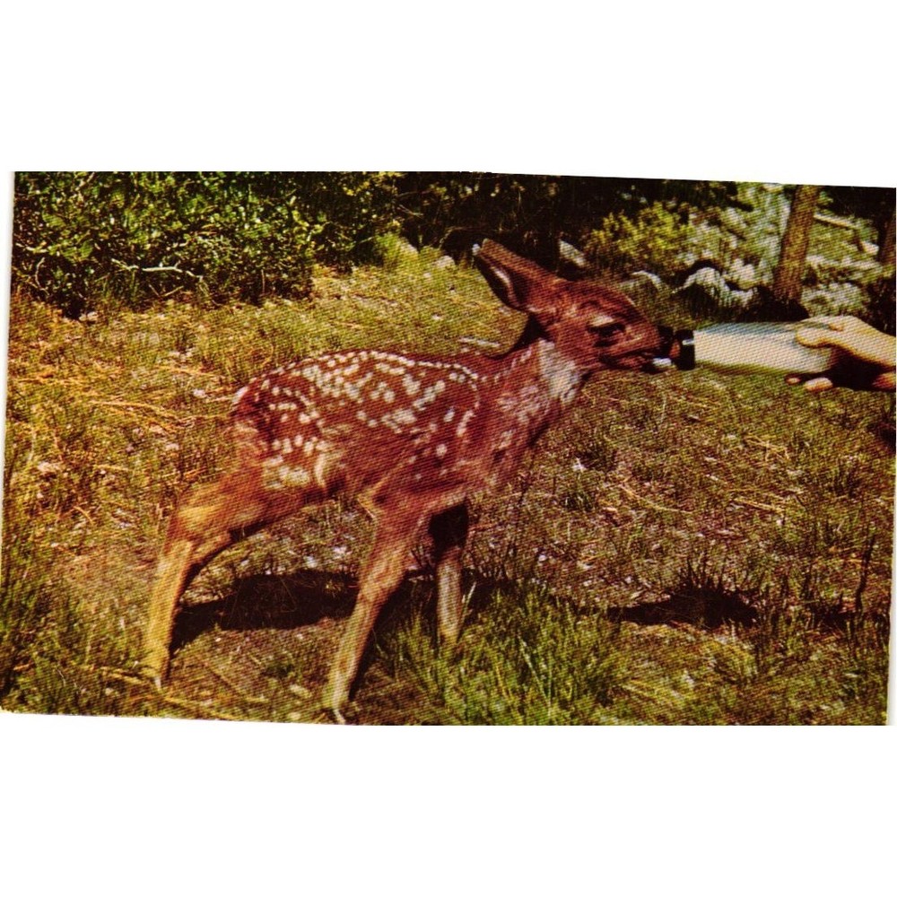 Vintage Mike Roberts Natural Color Card Fawn Bottle Fed Postcard C1129G chrome