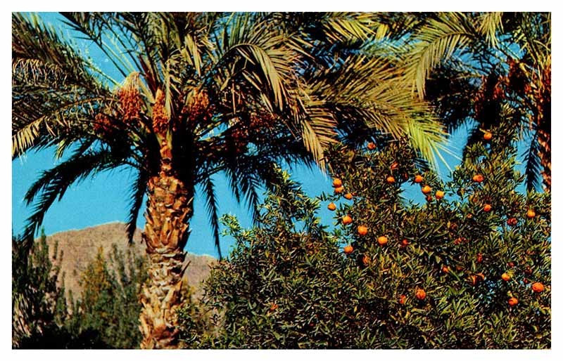 Postcard NATURE SCENE Phoenix Arizona AZ m/09 AS2276
