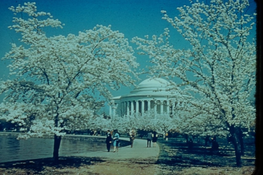 c1960's 35mm Slide, Jefferson Memorial, Tidal Basin Cherry Blossoms Washington
