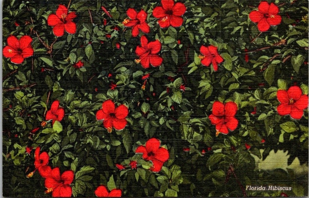 Vintage Florida Hibiscus Flowers Linen Postcard Curteich C.T. Art-Colortone