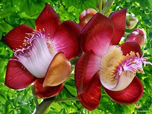Rare And Exotic Naga Linga  Flower Seeds(Shiva Kamal Flower) 15 seeds
