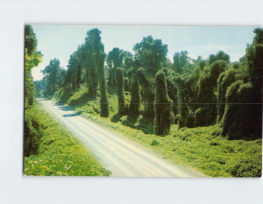 Postcard Kudzu Along the Highway Mississippi USA