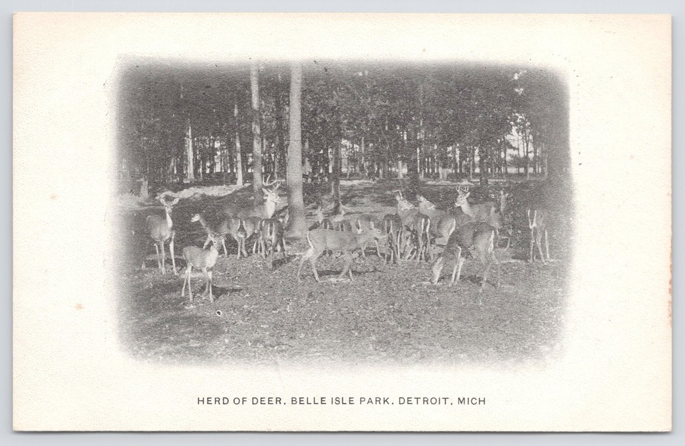 Detroit Michigan~Belle Isle Park~Herd of Deer~c1905 B&W Postcard