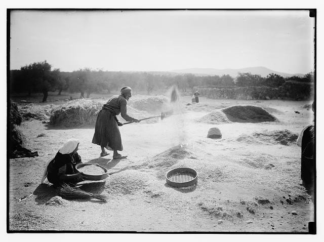 Photo:Story of Ruth,Middle East,Matson Photograph Collection,1898-1946,2