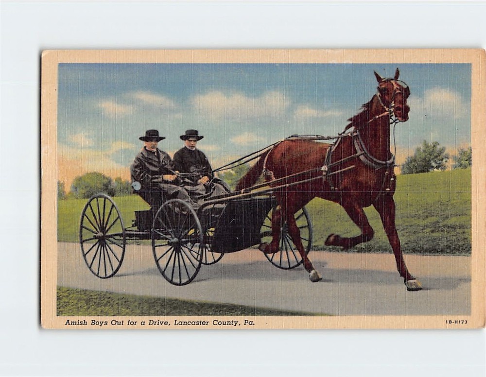 Postcard Amish Boys Out for a Drive Lancaster County Pennsylvania USA