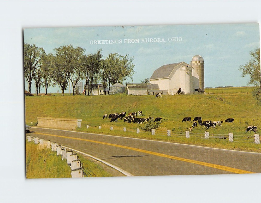 Postcard Farm Scene Cows Grazing