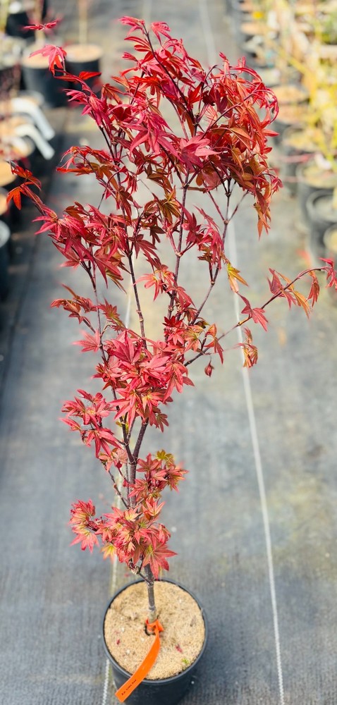 Acer palmatum 'Little Red' (Little Red Japanese Maple)-image