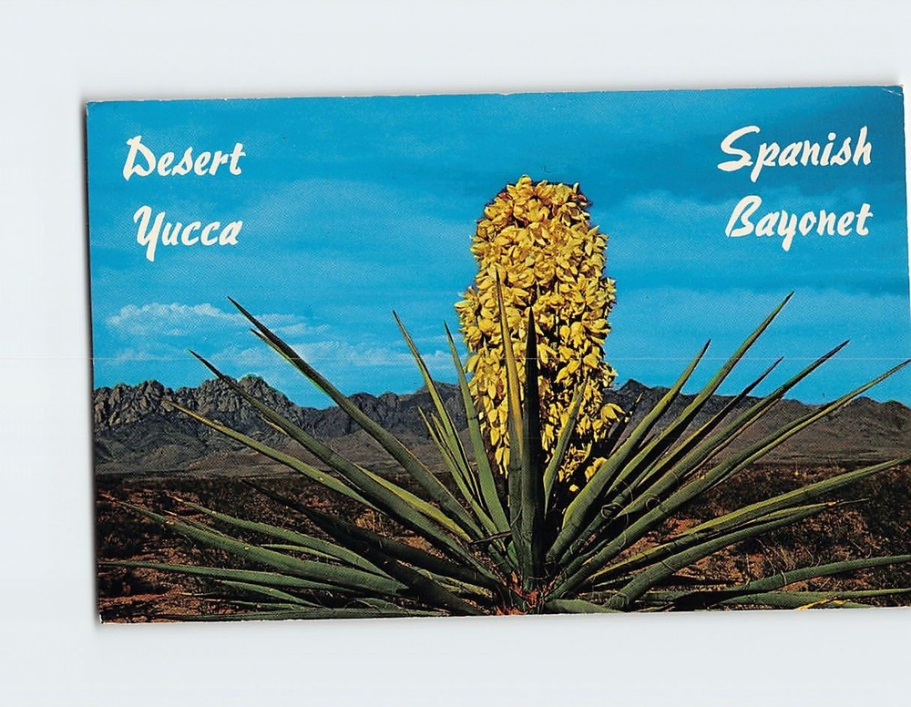 Postcard Desert Yucca Spanish Bayonet