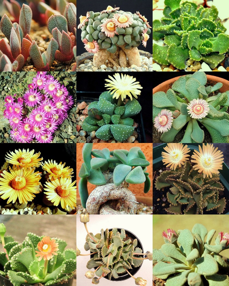 ALOINOPSIS MIX  succulent mesembs mixed living stones rock plant seed  100 SEEDS