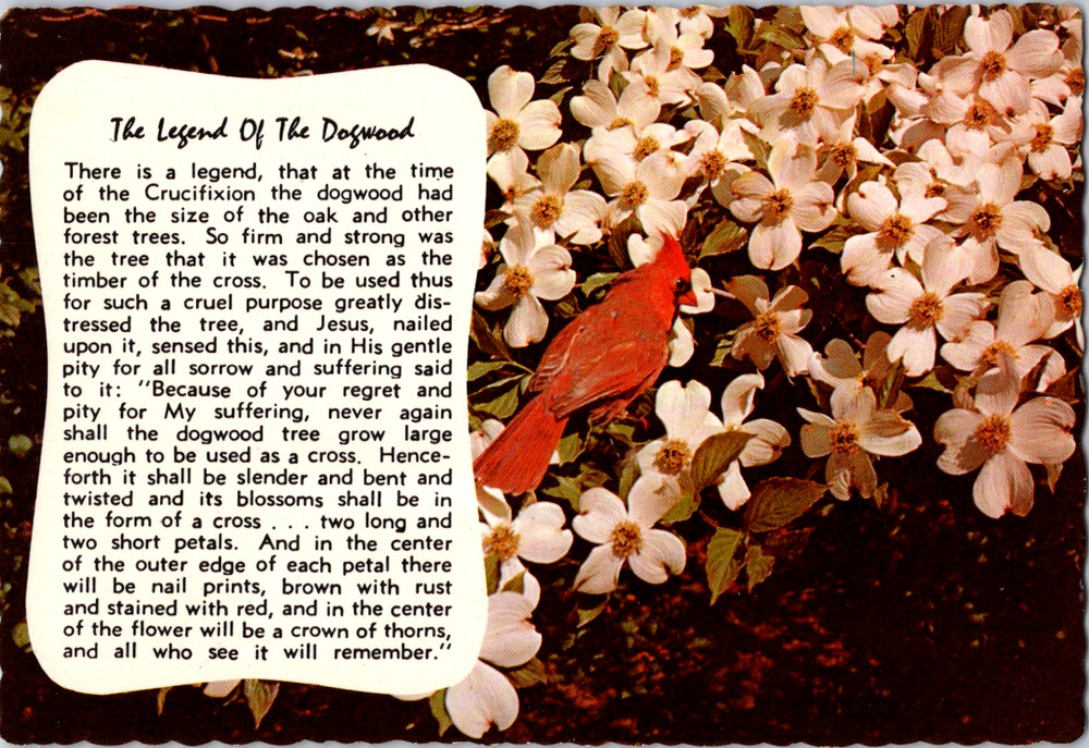 Vintage Postcard Legend Of The Dogwood Cardinal Flowers Religious Symbolism