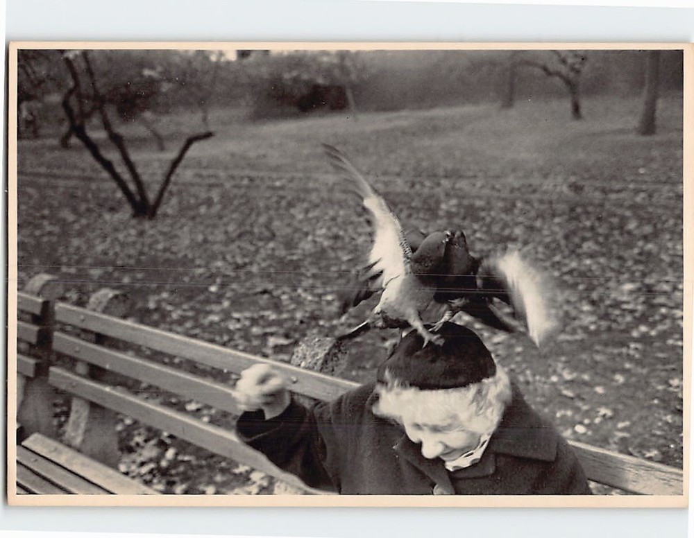 Postcard Old Woman Sitting at the Park With Pigeon Landing on Her Head