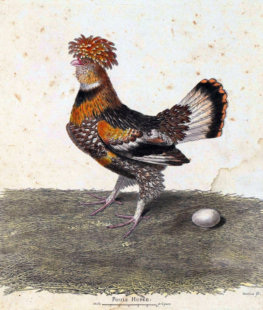 3414.Chicken Hen Rooster Poule Hupee POSTER.Home Room Science School Art decor