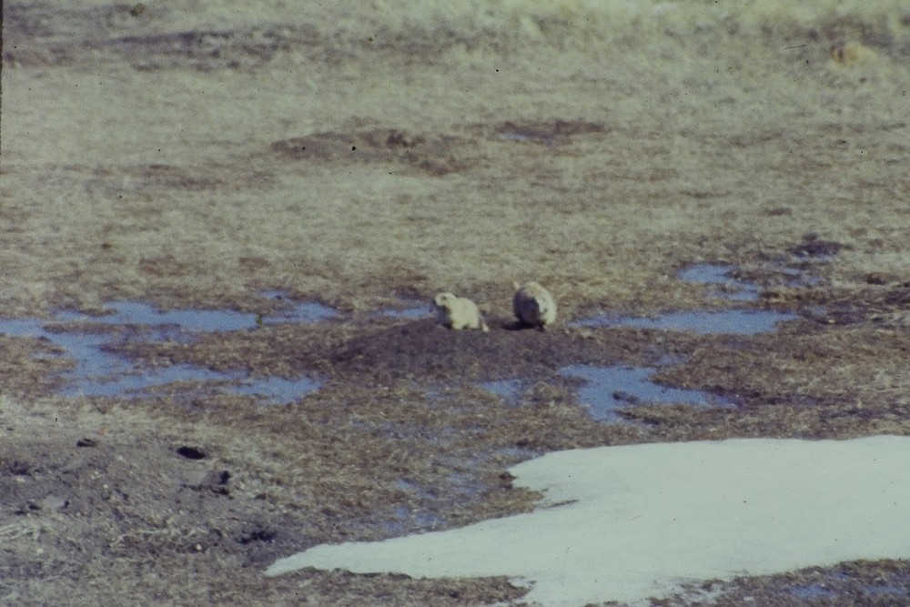 c1960's 35mm Slide Film, Two Prairie Dogs Arid Landscape Puddles American Water