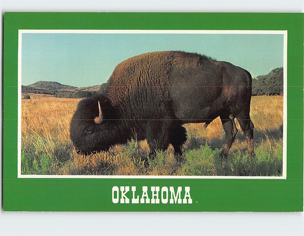 Postcard American Bison Oklahoma USA