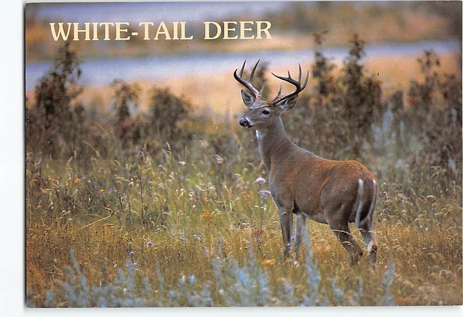 Postcard Whitetail Deer