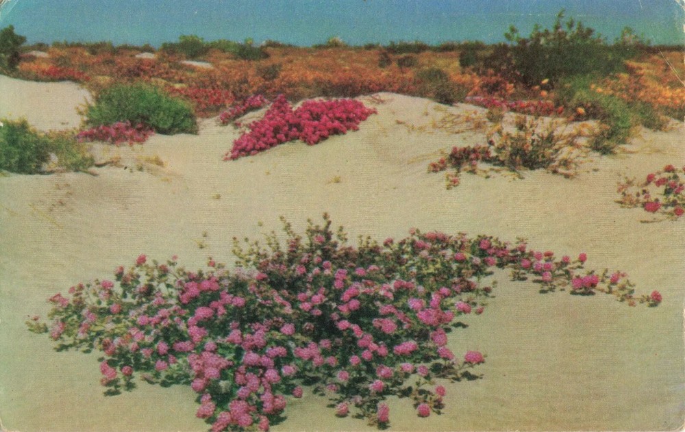 Beautiful Desert Verbenas on the Sand Dunes - Arizona AZ - Postcard