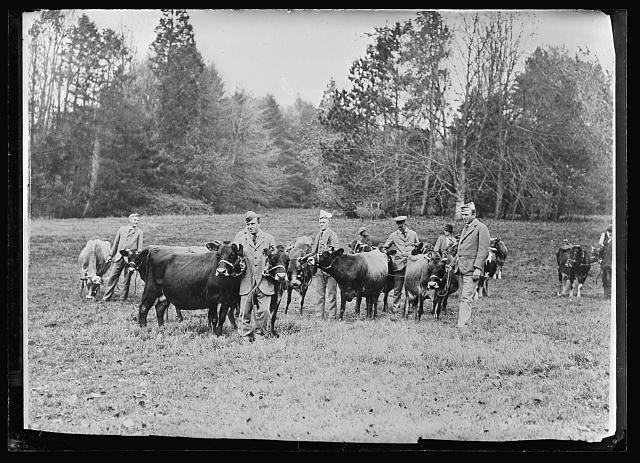 Photo:Salisbury England 1918 Jersey Cows Red Cross Hospital Soldiers Farm