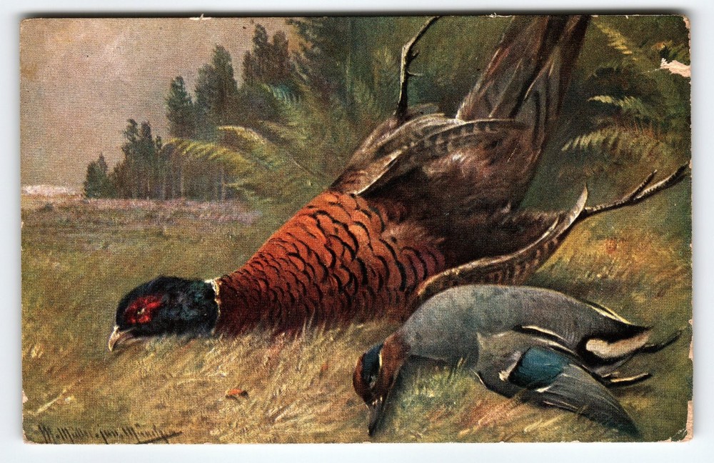 Original Muller Signed Artist Card Pheasants Vintage Postcard