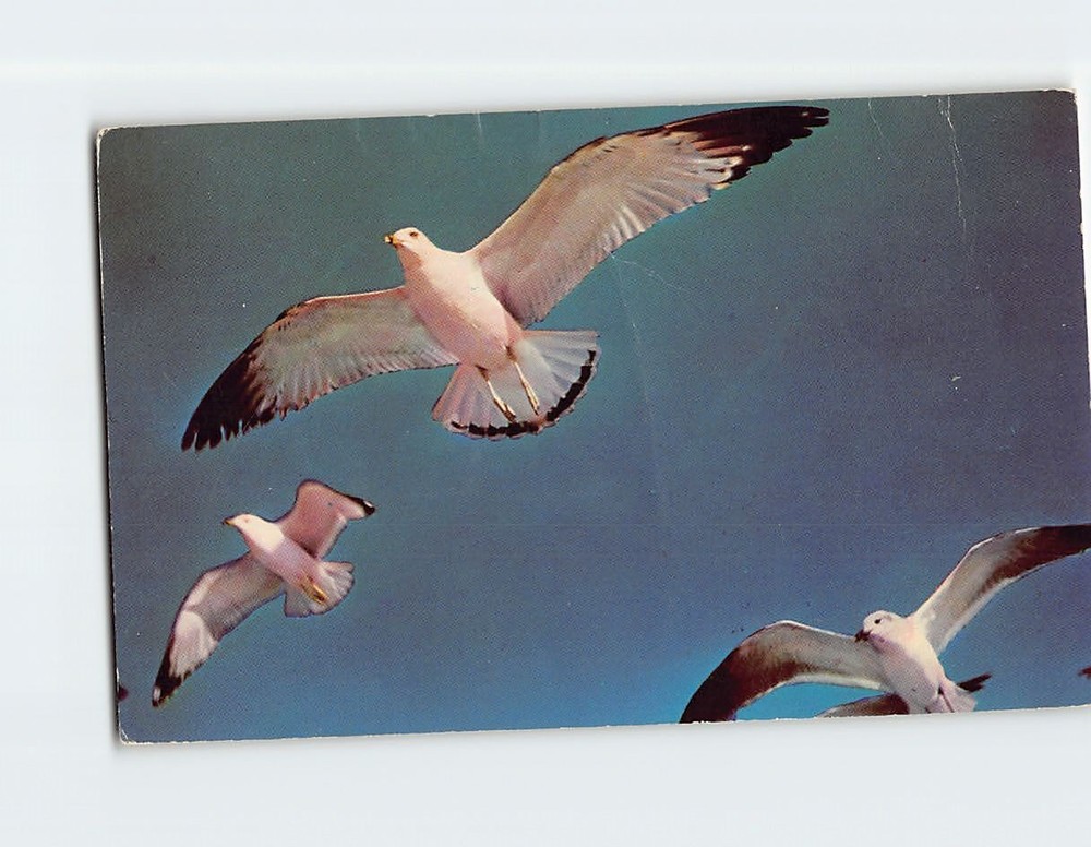 Postcard Seagull's Flight in the Blue Heaven's Height