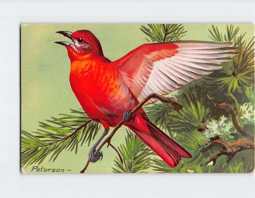 Postcard Hepatic Tanager Bird by Peterson