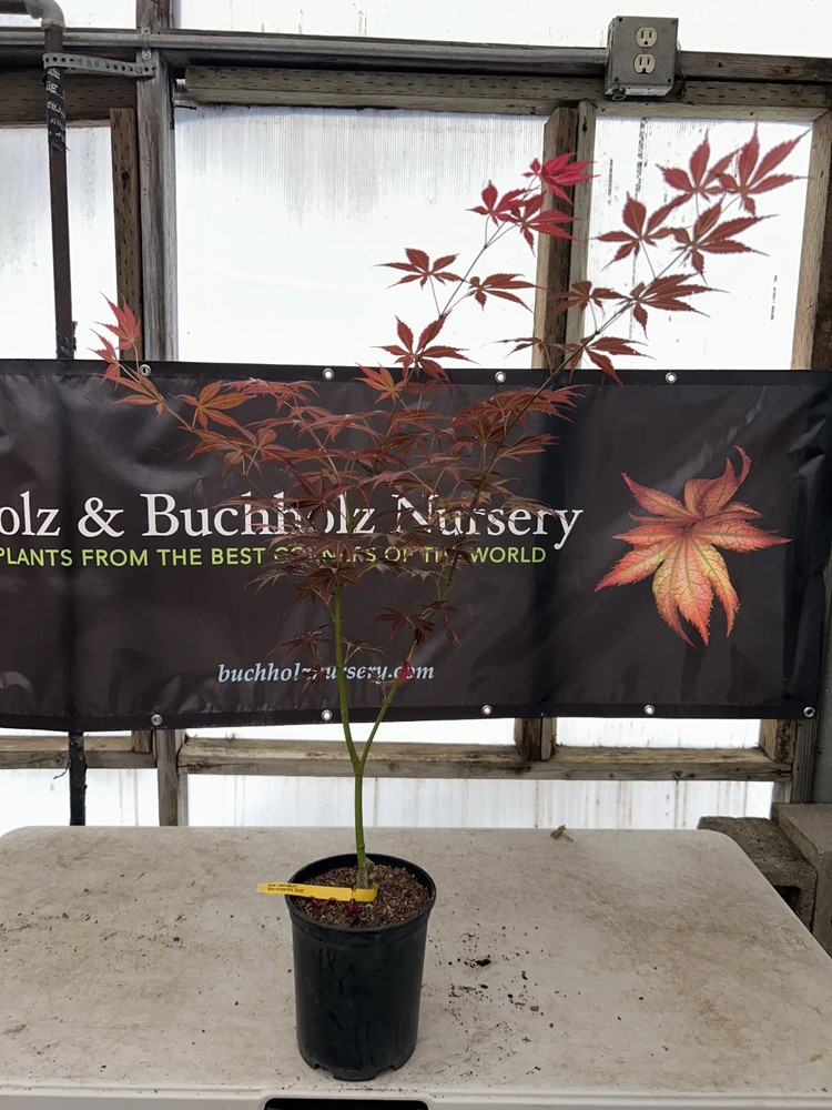 Acer palmatum 'Blackbeard's Gold' Japanese Maple 1 Gallon-image