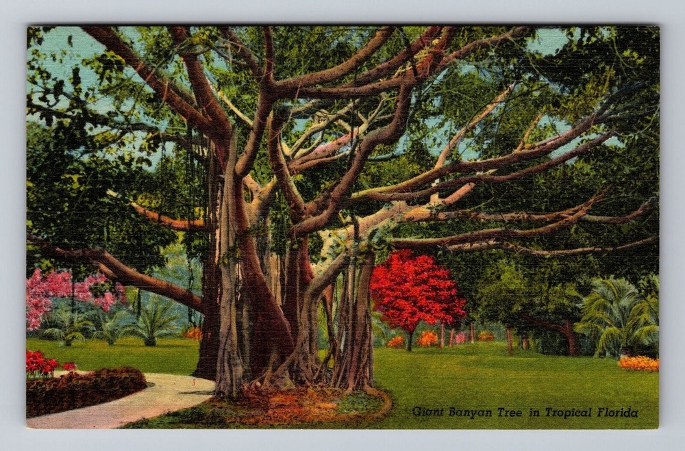 Giant Banyan Tree In Tropical Florida Vintage Postcard