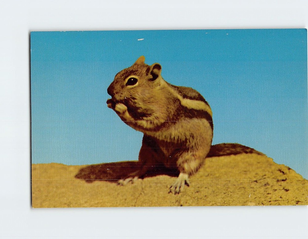 Postcard Golden Mantle Ground Squirrel