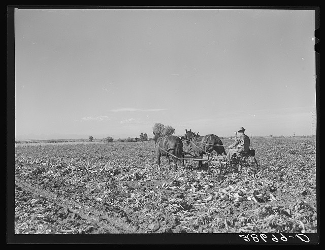 Photo:Adams County Colorado 1939 Sugar Beet Harvest Horse Plow Farmer